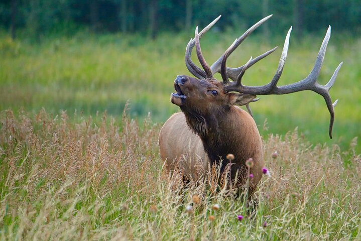 Half-Day Rocky Mountain National Park "Lake and Meadows Tour" - Photo 1 of 25